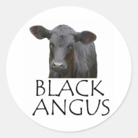 Black Angus Cow