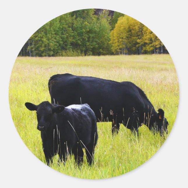Black Angus Pair in Field Classic Round Sticker (Front)