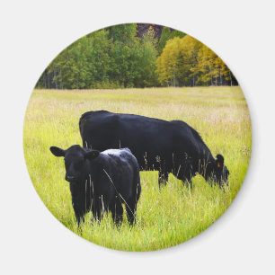 Black Angus Pair in Field Magnet