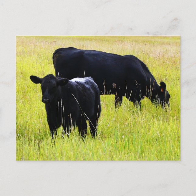 Black Angus Pair in Field Postcard (Front)