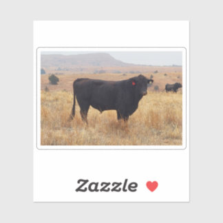 Black Angus Steer Grazing with its Herd