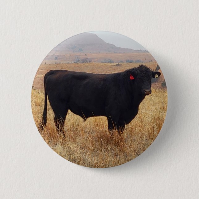 Black Angus Steer Grazing with its Herd 6 Cm Round Badge (Front)