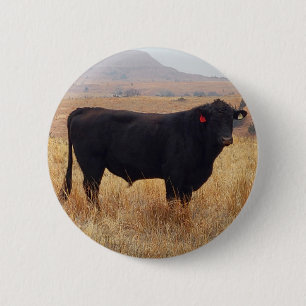 Black Angus Steer Grazing with its Herd 6 Cm Round Badge