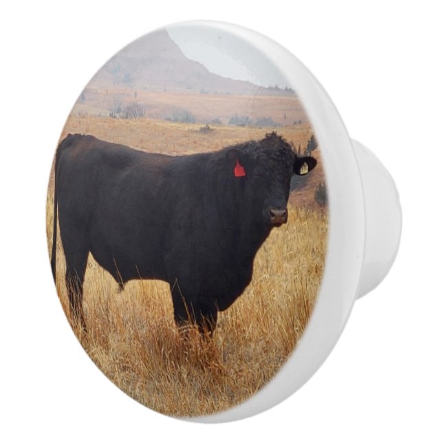 Black Angus Steer Grazing with its Herd Ceramic Knob (Right)