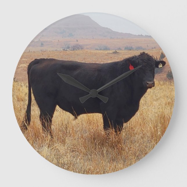 Black Angus Steer Grazing with its Herd Large Clock (Front)