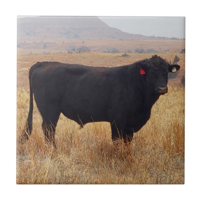 Black Angus Steer Grazing with its Herd Tile (Front)