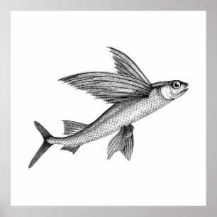 Black Antique Flying Fish Illustration Poster