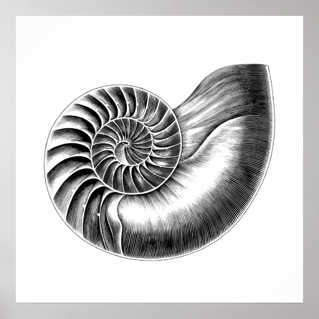 Black Antique Nautilus Scientific Illustration Poster (Front)