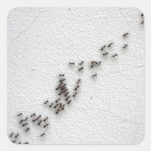 Black ants are following each other in a chain square sticker