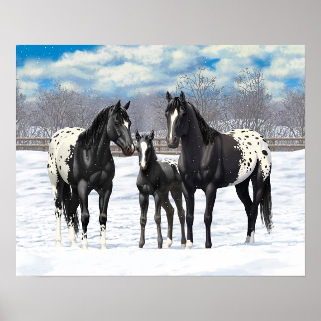 Black Appaloosa Horses In Snow Poster (Front)