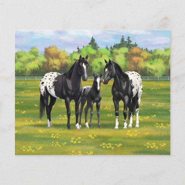 Black Appaloosa Horses In Summer Pasture (Back)