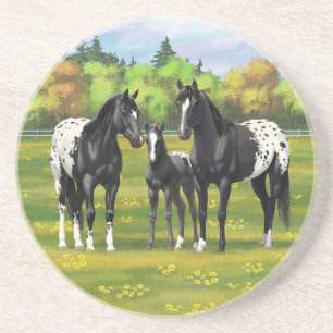 Black Appaloosa Horses In Summer Pasture Coaster