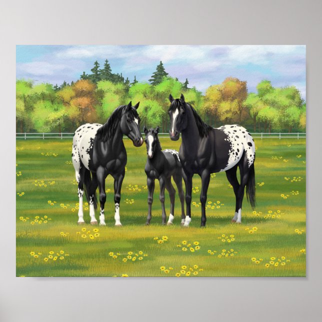 Black Appaloosa Horses In Summer Pasture Poster (Front)