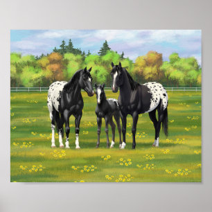 Black Appaloosa Horses In Summer Pasture Poster