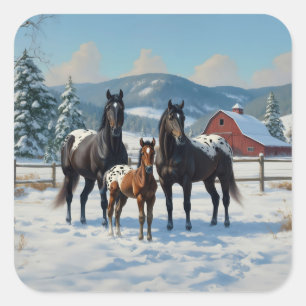 Black Appaloosa Horses on a Farm in Winter Square Sticker