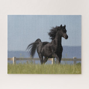 Black Arab Stallion Running Mane Flowing Jigsaw Puzzle