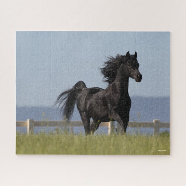 Black Arab Stallion Running Mane Flowing Jigsaw Puzzle (Horizontal)