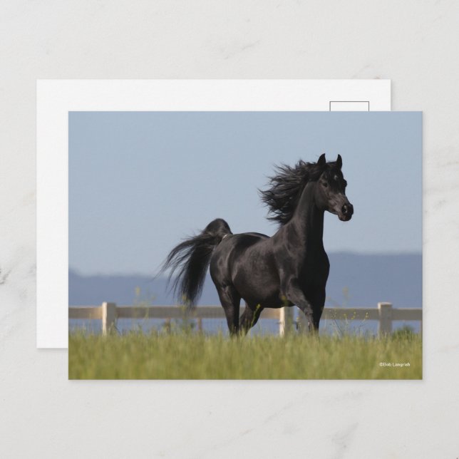 Black Arab Stallion Running Mane Flowing Postcard (Front/Back)