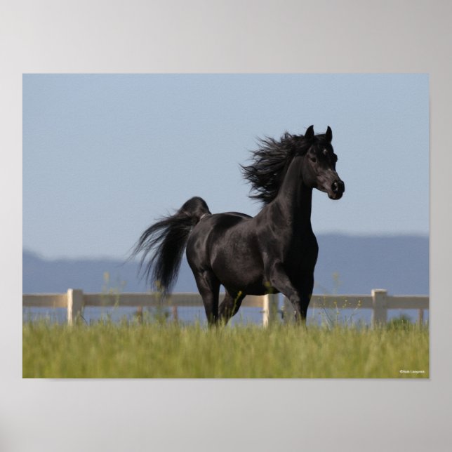 Black Arab Stallion Running Mane Flowing Poster (Front)