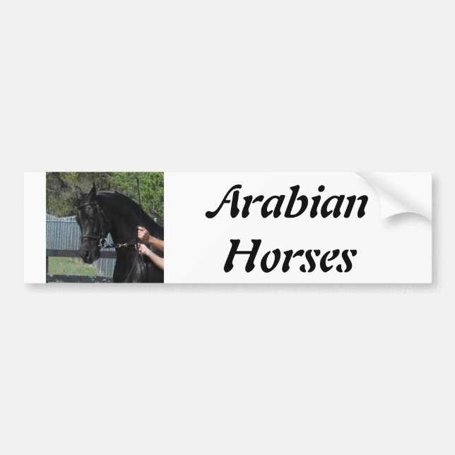 Black Arabian Sport Horse in Hand Bumper Sticker (Front)