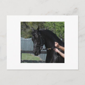 Black Arabian Sport Horse in Hand Postcards