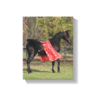 Black Arabian stallion in silk