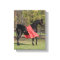 Black Arabian stallion in silk