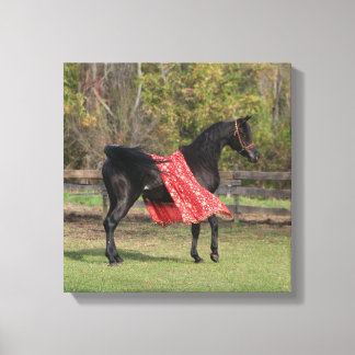 Black Arabian stallion in silk Canvas Print