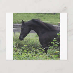 Black Arabian Stallion Postcard