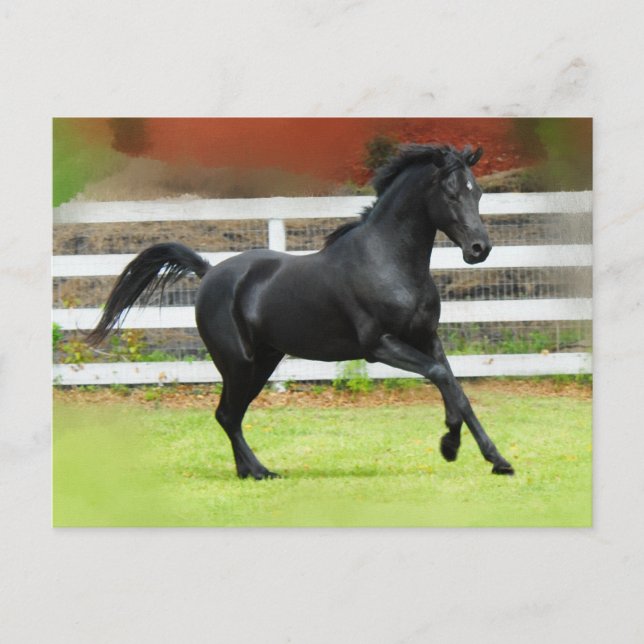 Black Arabian Stallion Postcard (Front)