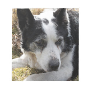 Black Australian Cattle Dog Notepad