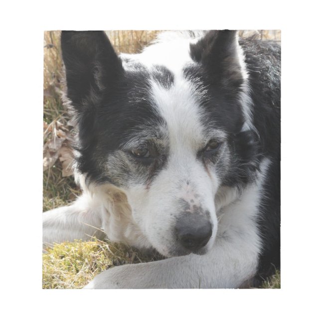 Black Australian Cattle Dog Notepad (Front)