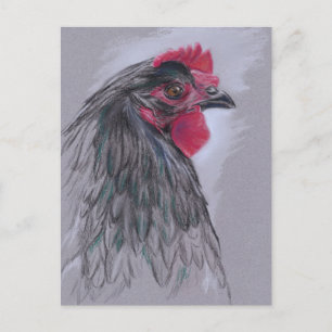 Black Australorp Hen Postcard