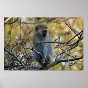 Black Baboon Poster