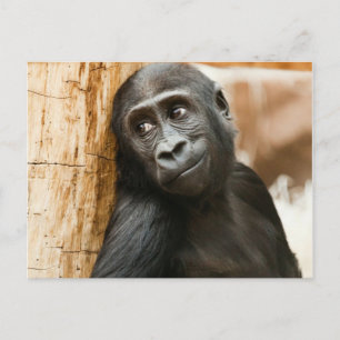 Black Baby Monkey Postcard
