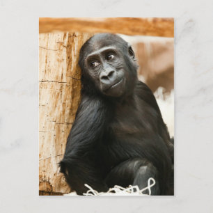Black Baby Monkey Postcard