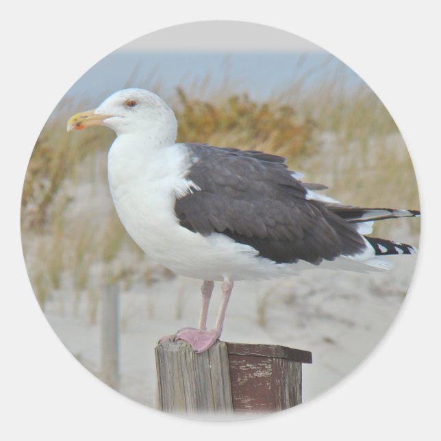 Black Backed Gull Seagull Series Classic Round Sticker (Front)