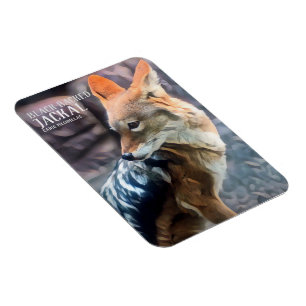 Black-backed jackal [Photo Magnet] Magnet