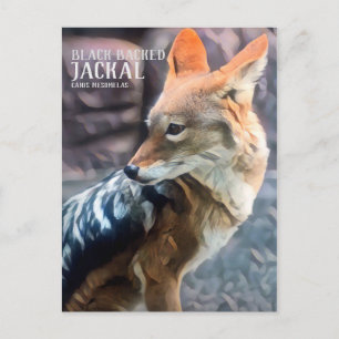 Black-backed Jackal [Postcard] Postcard