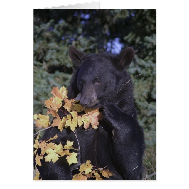 Black Bear (Front)