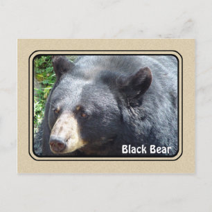Black Bear Animal Postcard