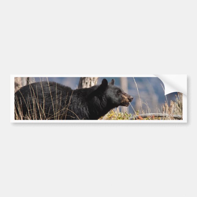 Black Bear Bumper Sticker (Front)