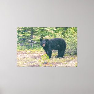 Black Bear Canvas Print