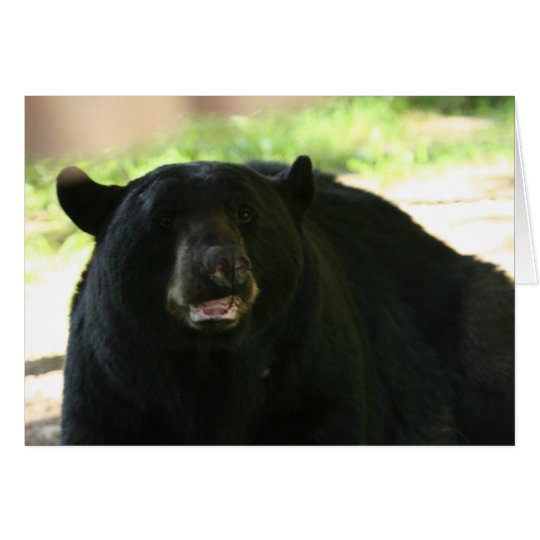 black bear card