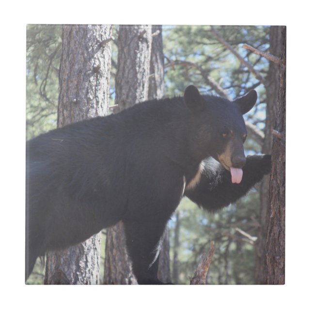 Black Bear Ceramic Tile (Front)