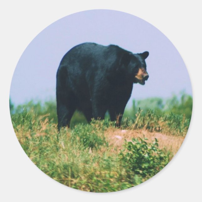 black bear classic round sticker (Front)