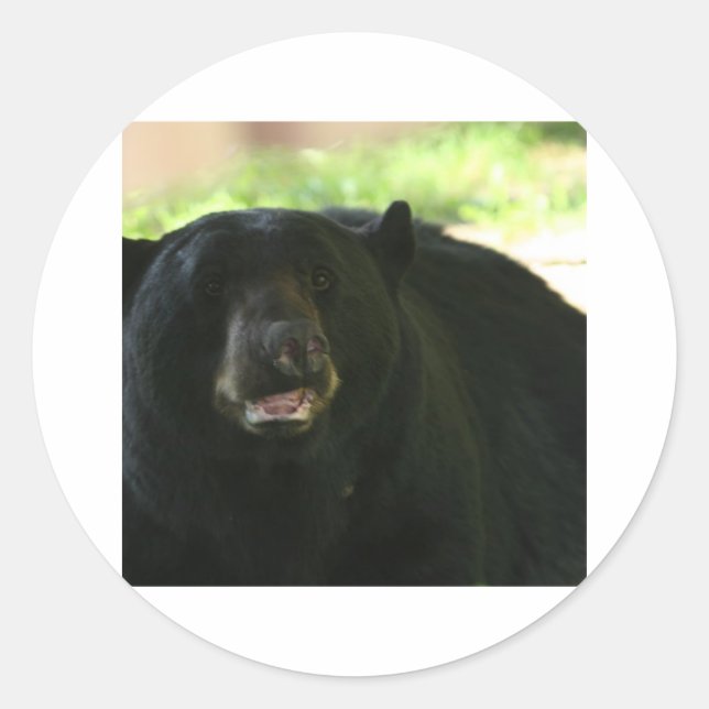 black bear classic round sticker (Front)