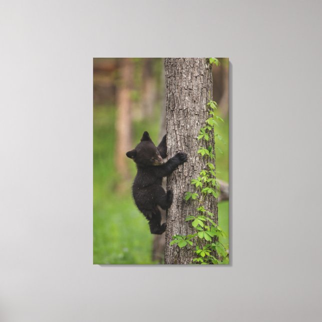 Black Bear Cub Climbing Tree Canvas Print (Front)