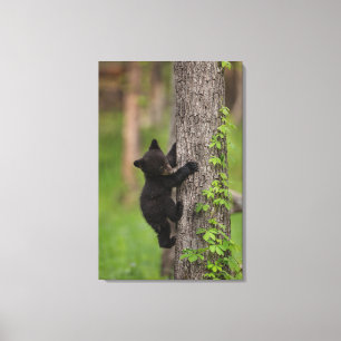 Black Bear Cub Climbing Tree Canvas Print