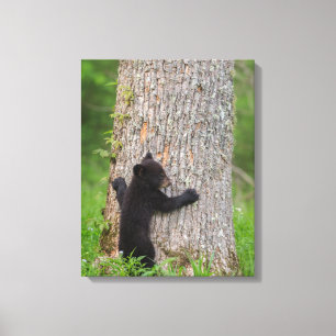 Black Bear Cub Great Smoky Mountains Canvas Print